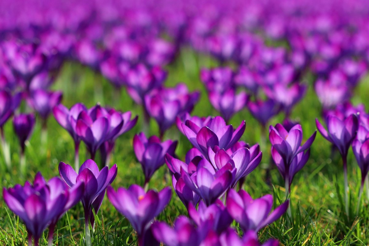 番红花、紫色、盛开免费图片