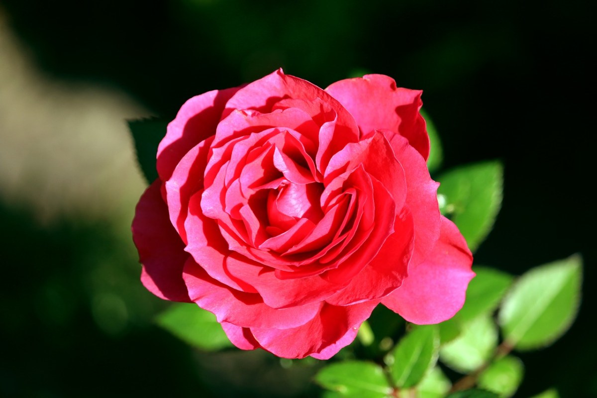 玫瑰、红色、开花免费图片