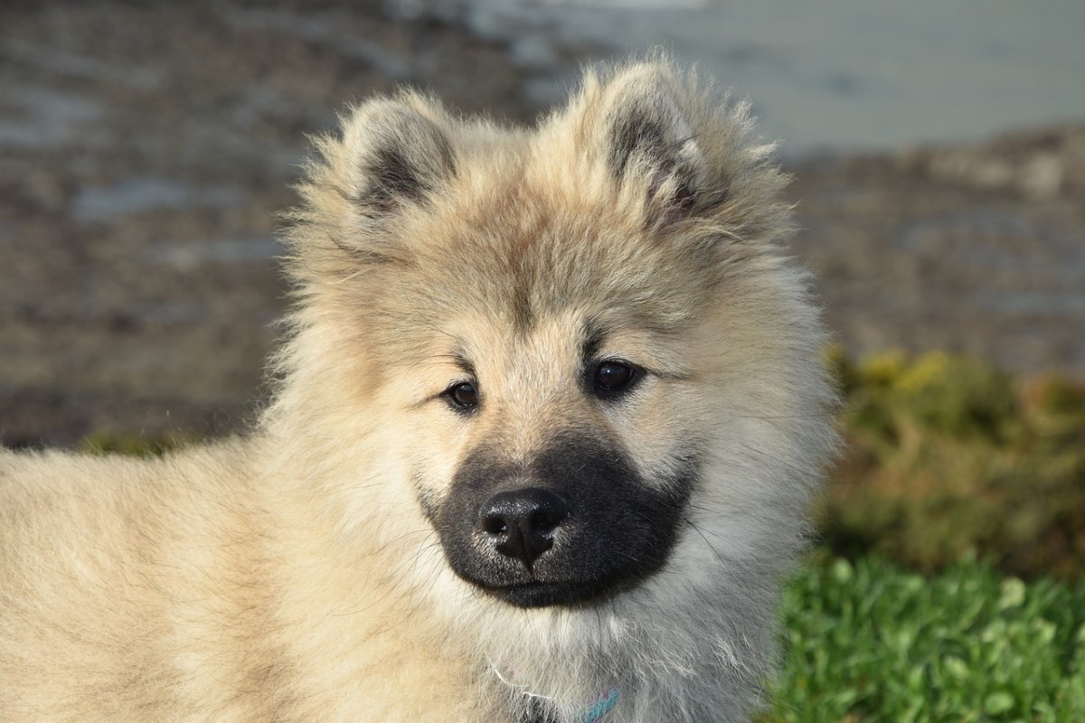 狗,年輕的狗eurasier,狗的奧拉夫的藍色