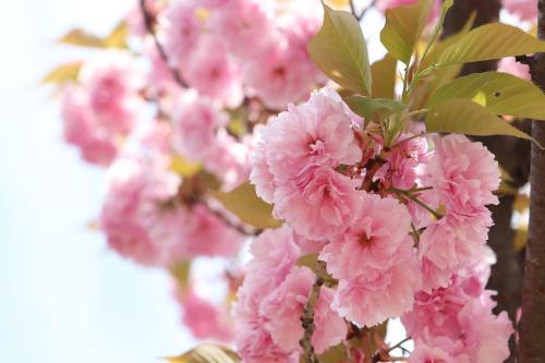 春天盛开的粉色樱花特写图片