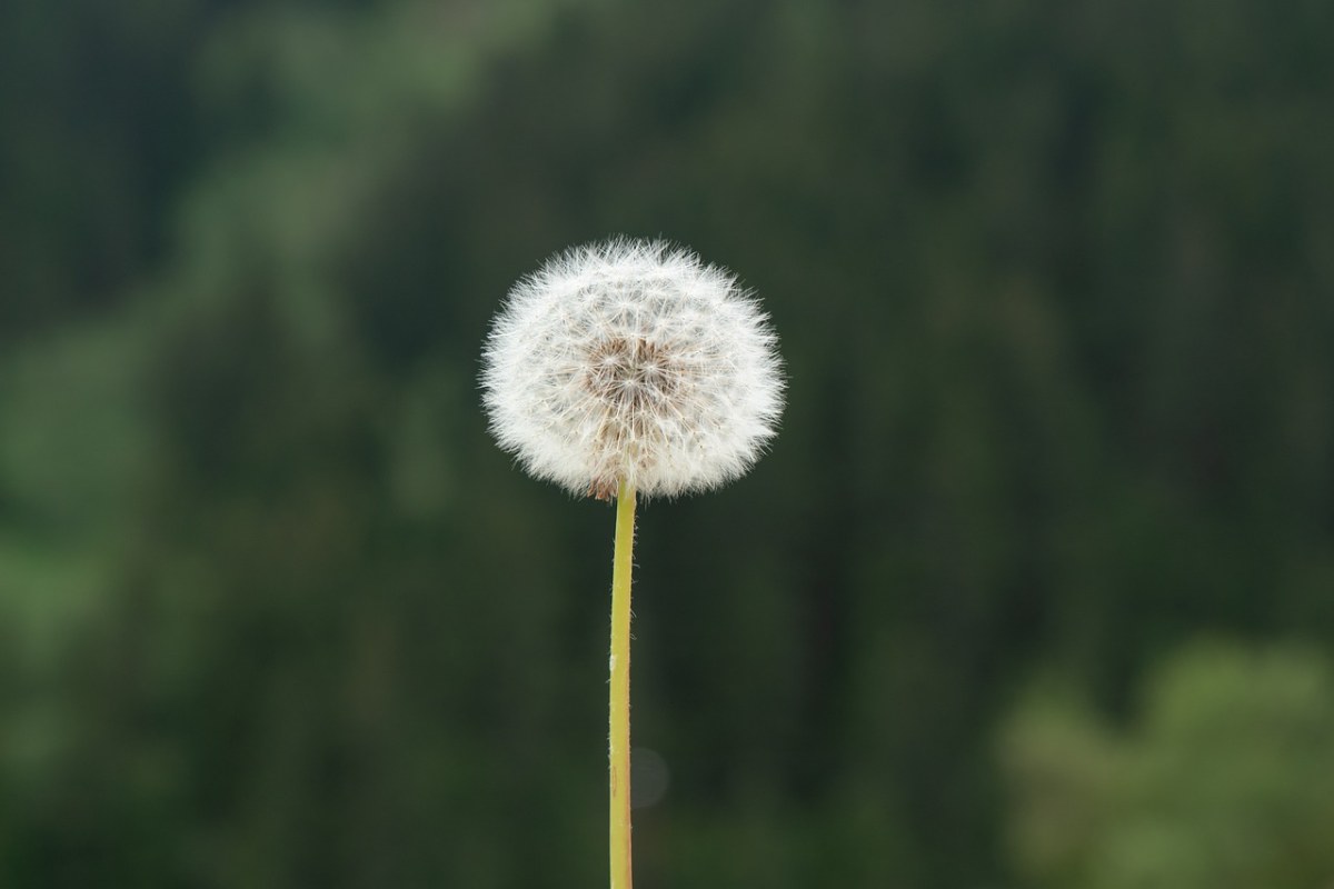 蒲公英、春、花免费图片