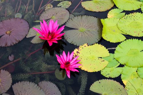 莲花、睡莲、池塘