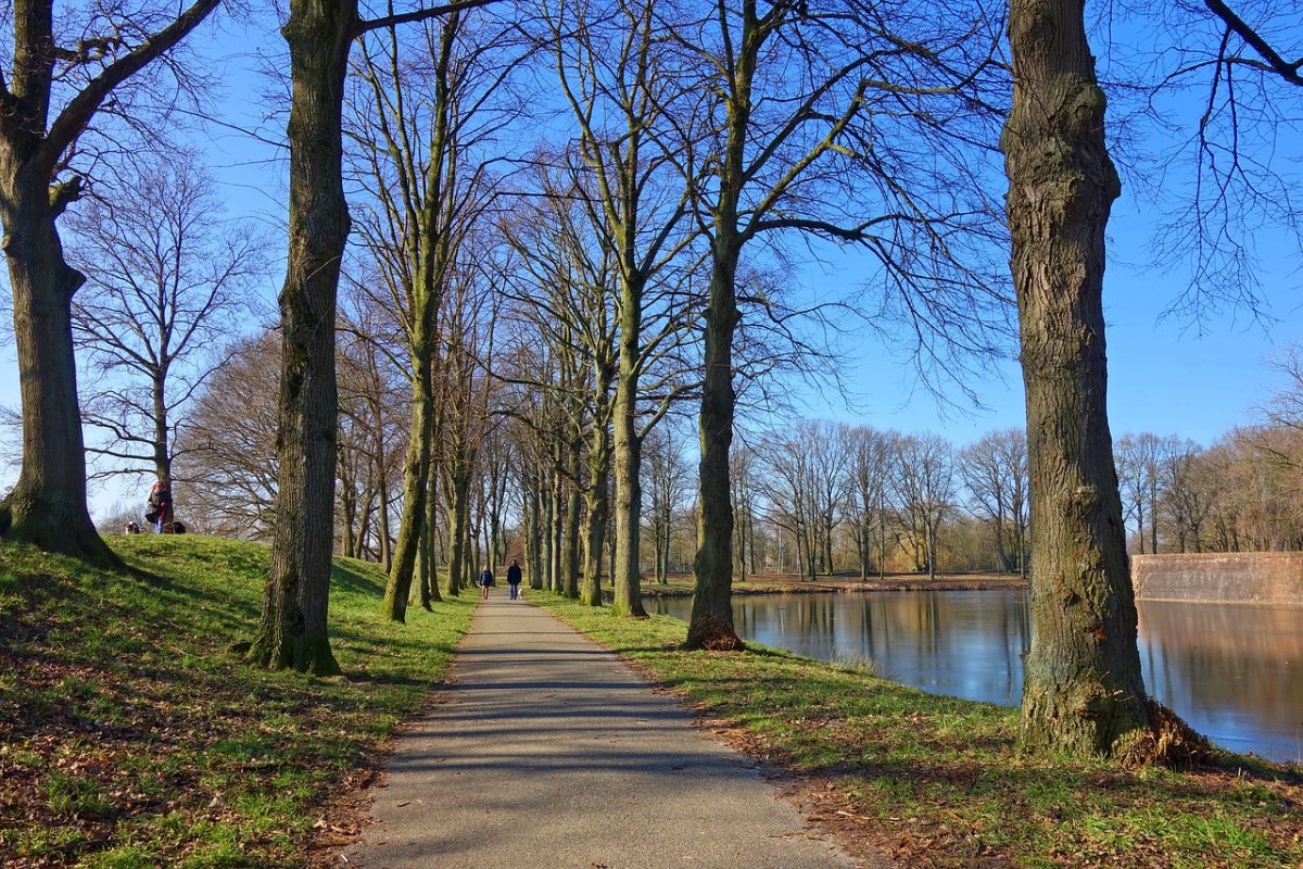 公园湖边的树与道路免费图片