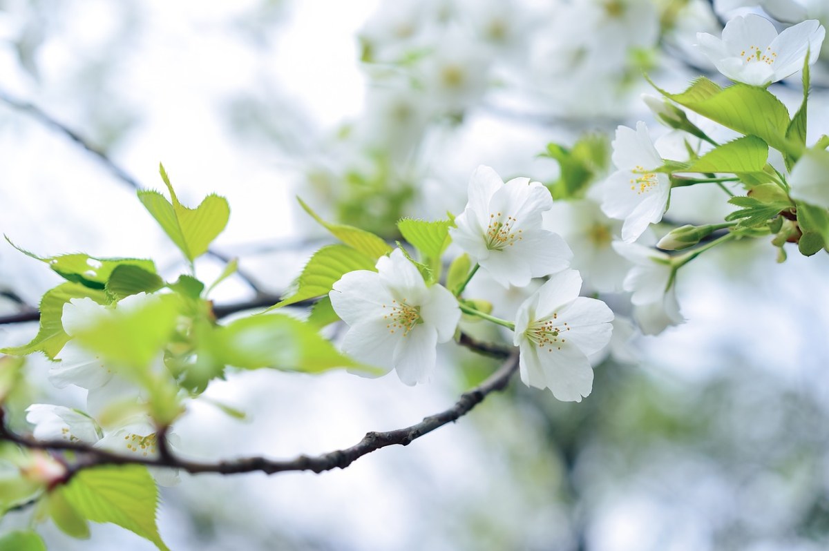 春天的白色花朵免费图片