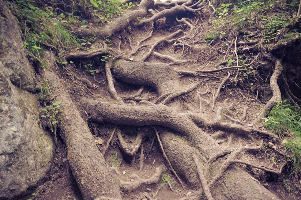 根、树、自然免费图片