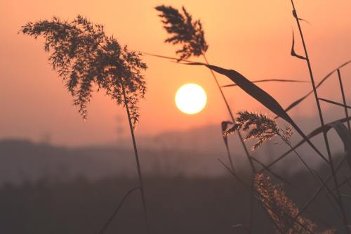 夕阳、芦苇、水