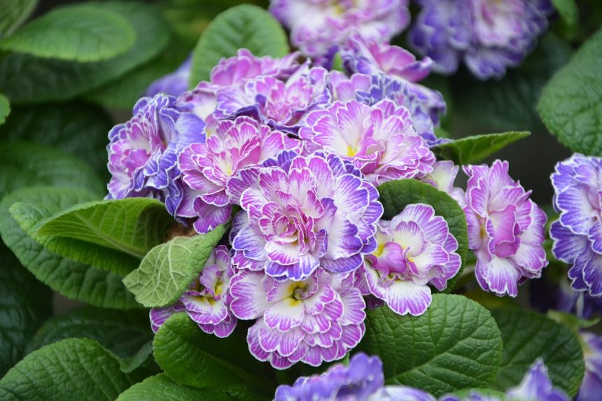 花,紫色的花朵,植物