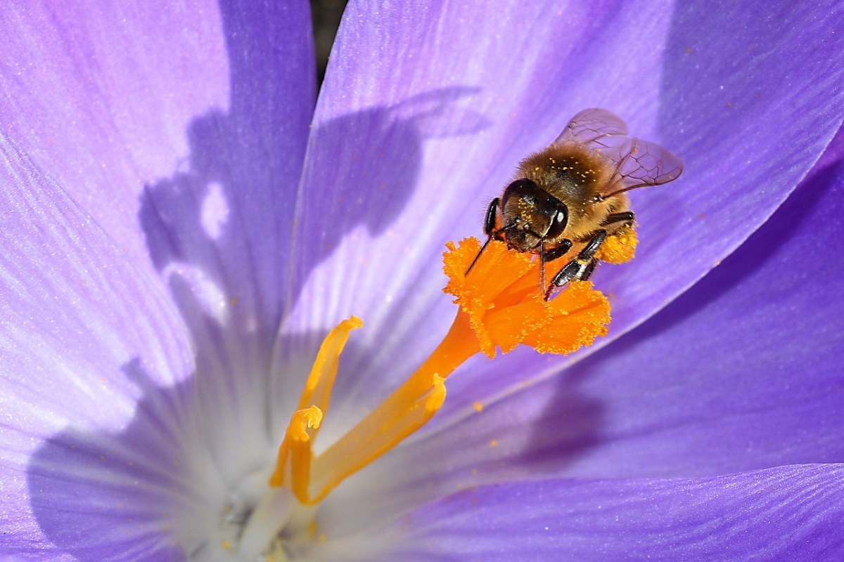 开花、邮票、昆虫免费图片