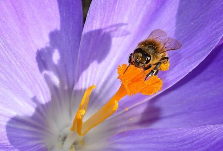 开花、邮票、昆虫