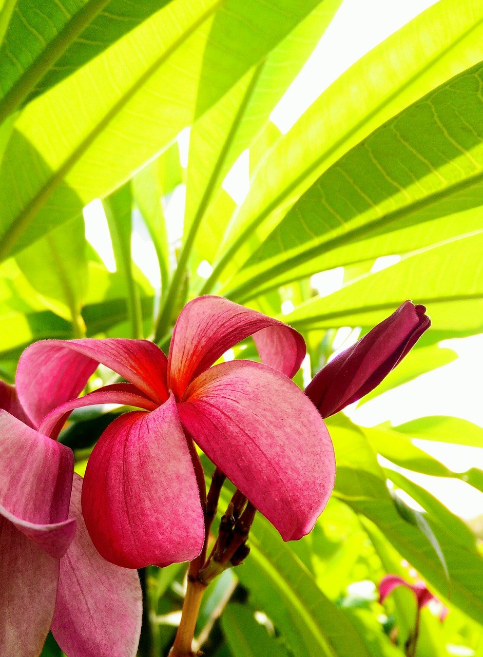 自然,绿色,鲜花