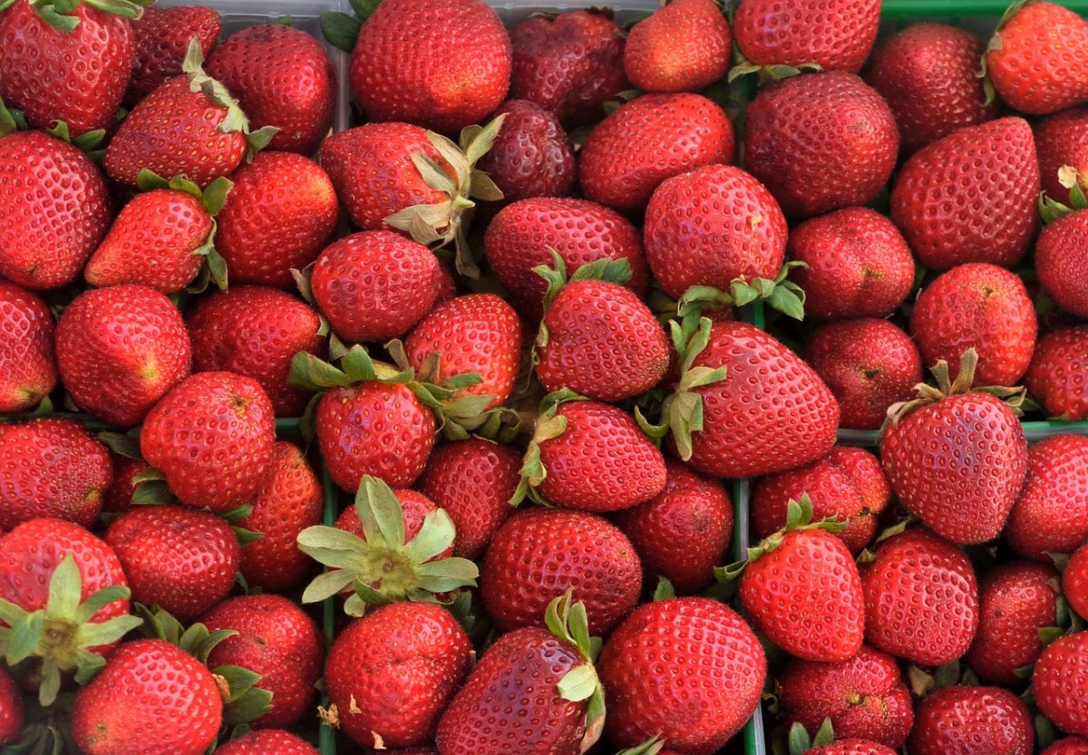 草莓、水果、新鲜免费图片