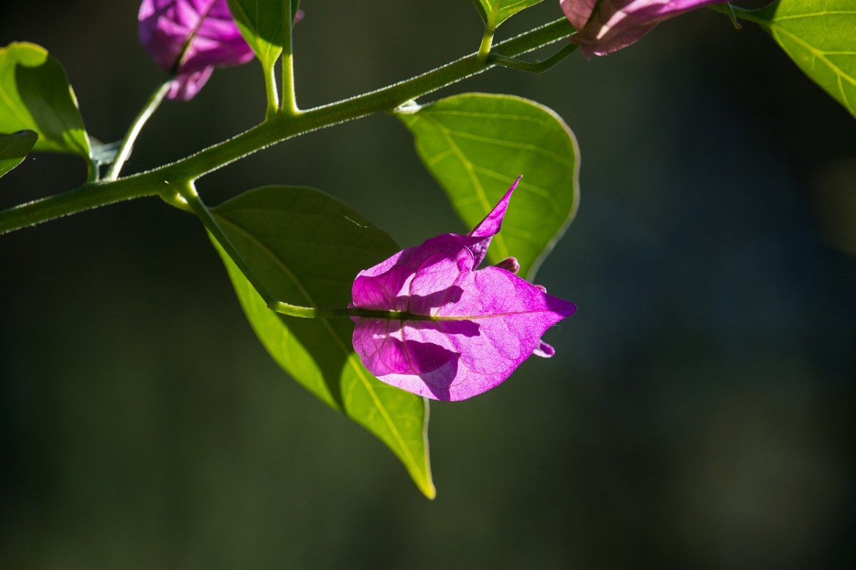 叶子花,三朵花,花