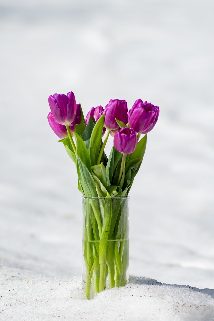 插在玻璃杯中的紫色郁金香花免费图片