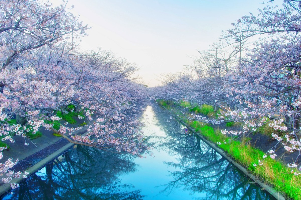 河岸两侧盛开的樱花免费图片
