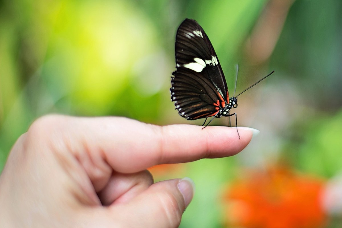 蝴蝶手指、蝴蝶、春免费图片
