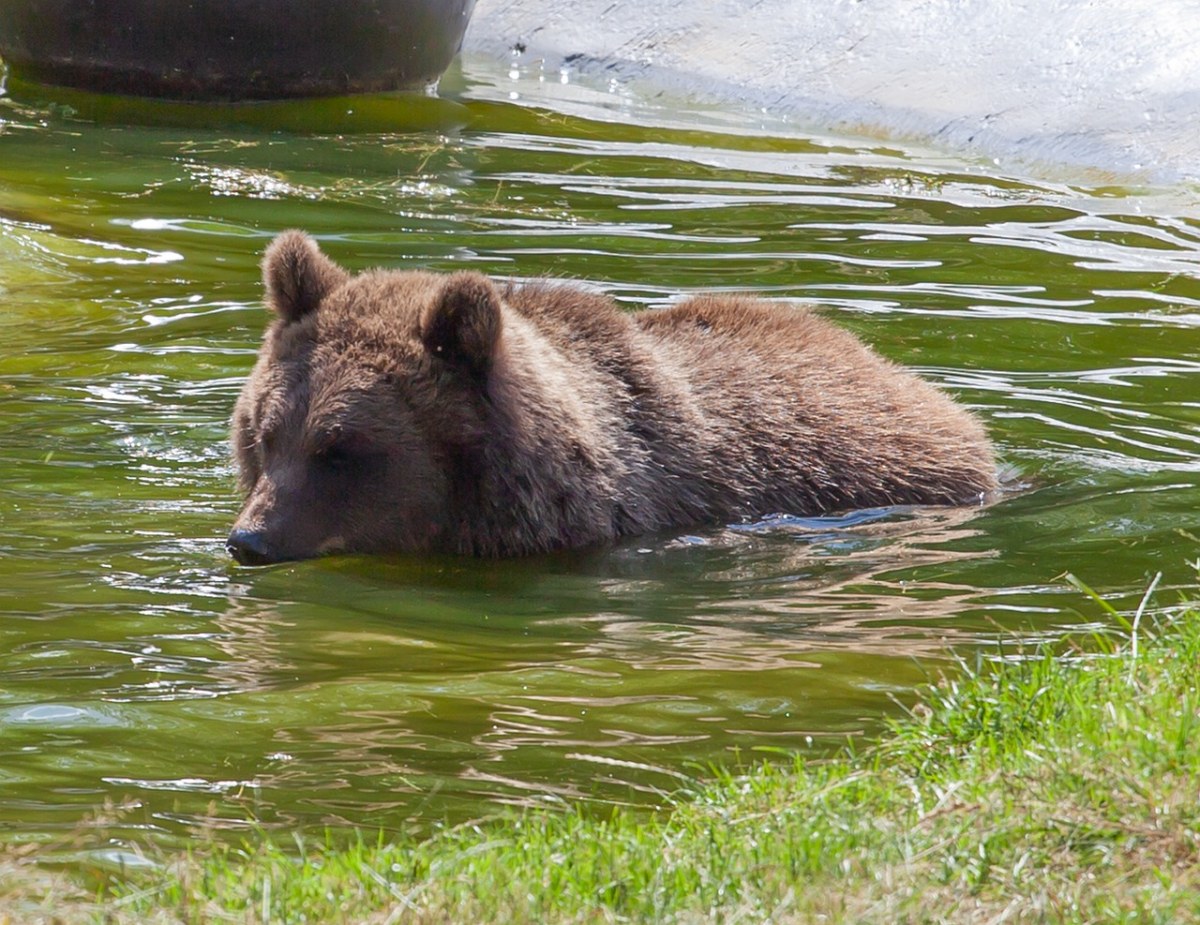 水中的棕熊免费图片