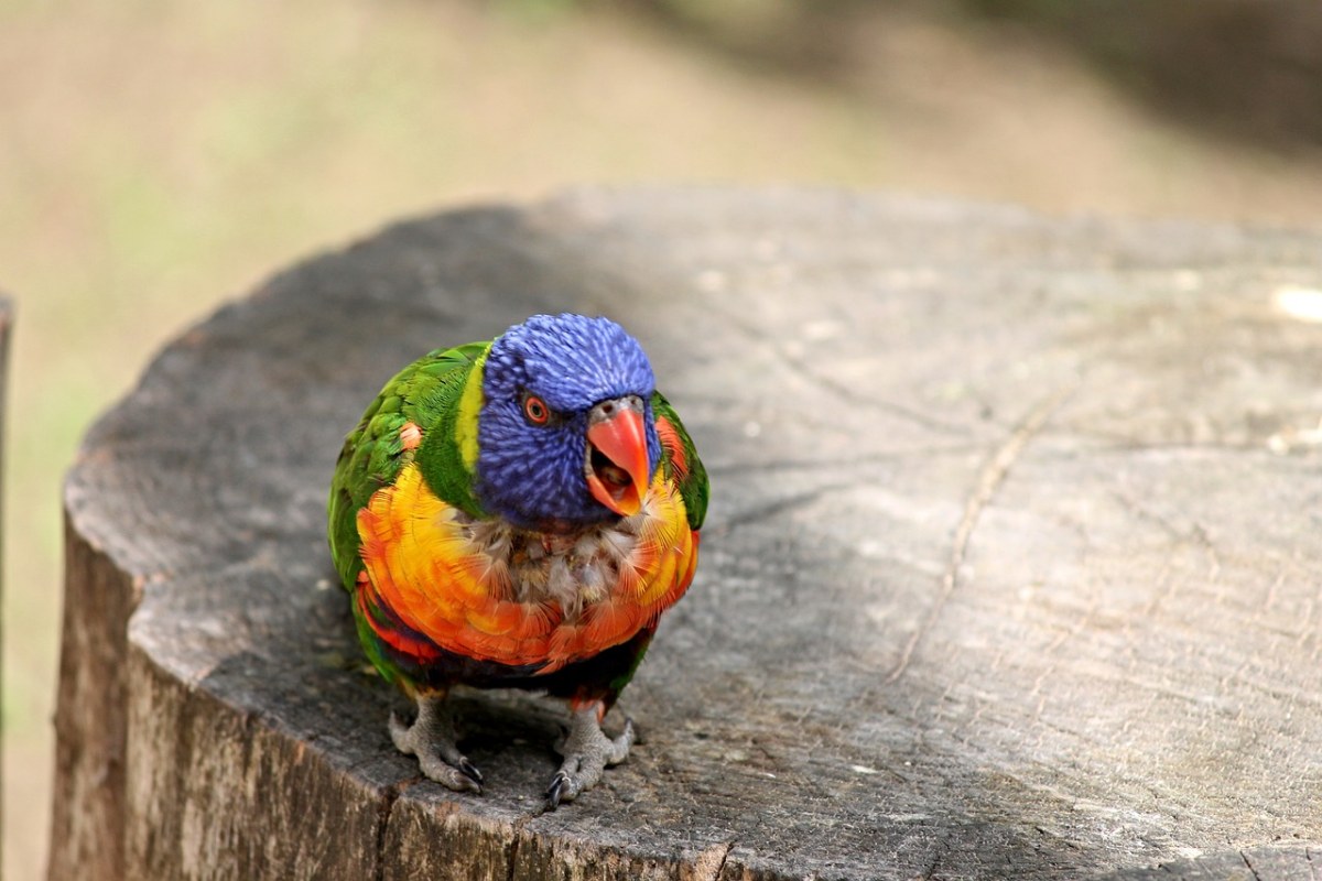 鹦鹉、澳洲鹦鹉、Trichoglossus、彩虹免费图片