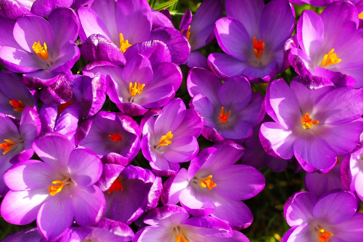 鲜花、番红花、春免费图片