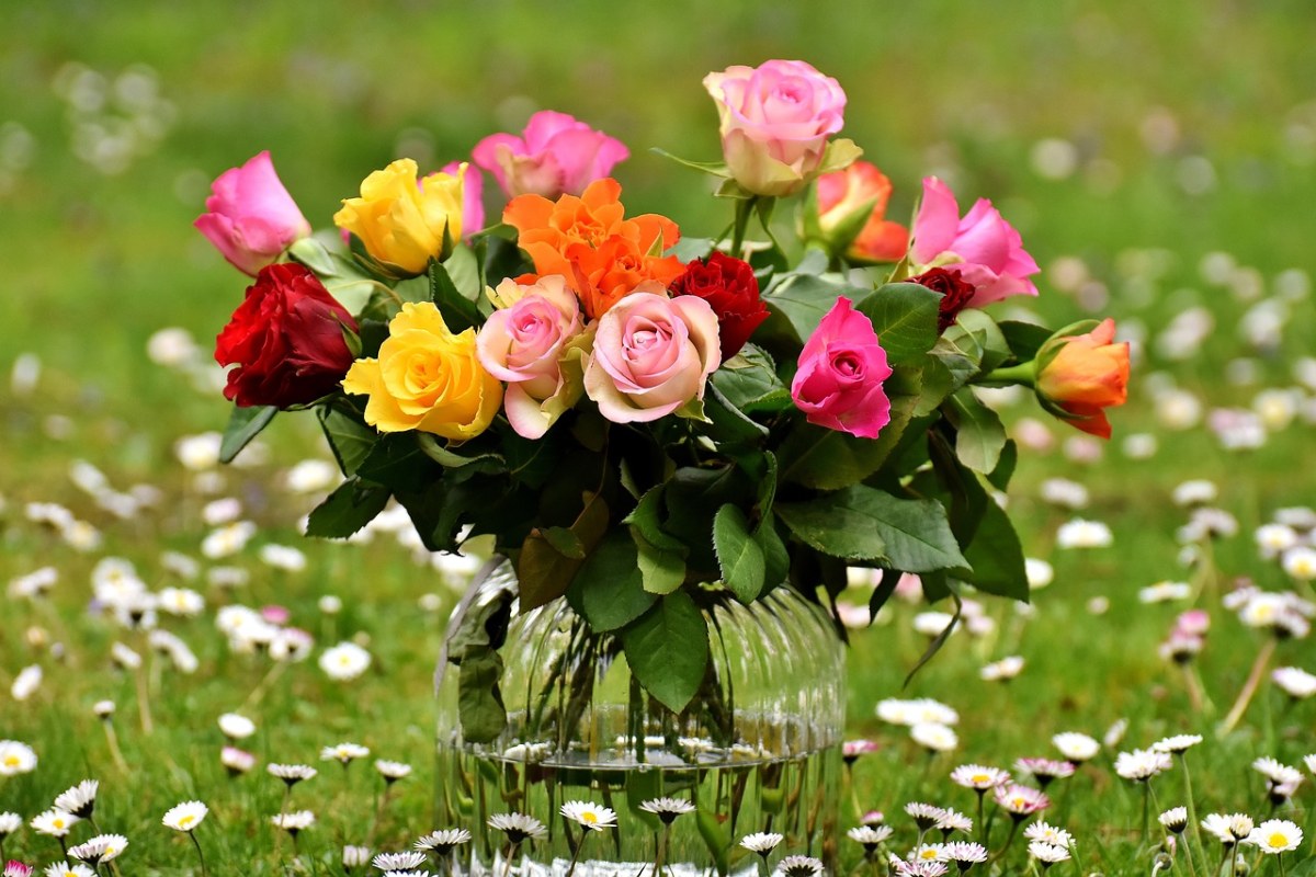 玫瑰、花束、鲜花免费图片