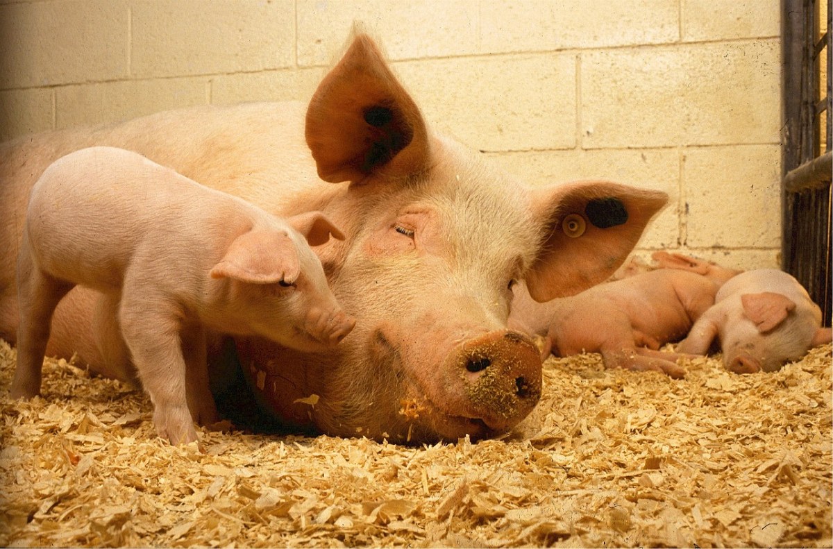 农舍的母猪与小猪免费图片