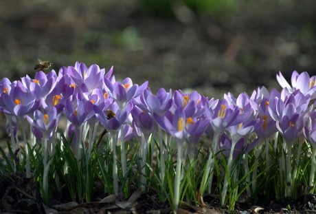 春天、藏红花、鲜花