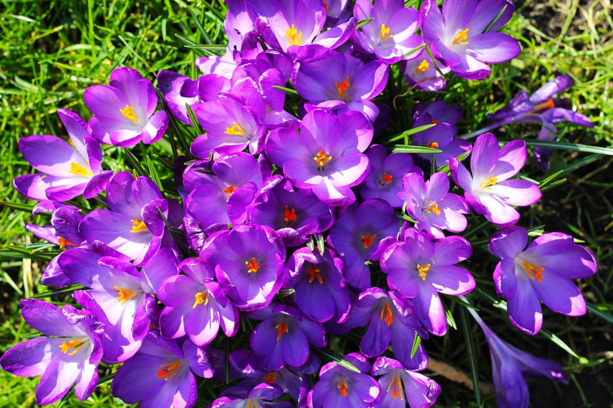 番红花、鲜花、紫色免费图片