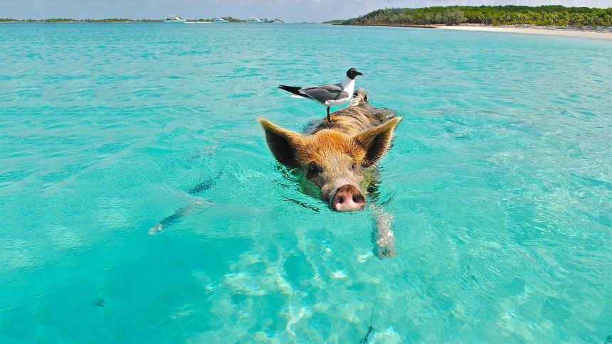 海中游泳的猪