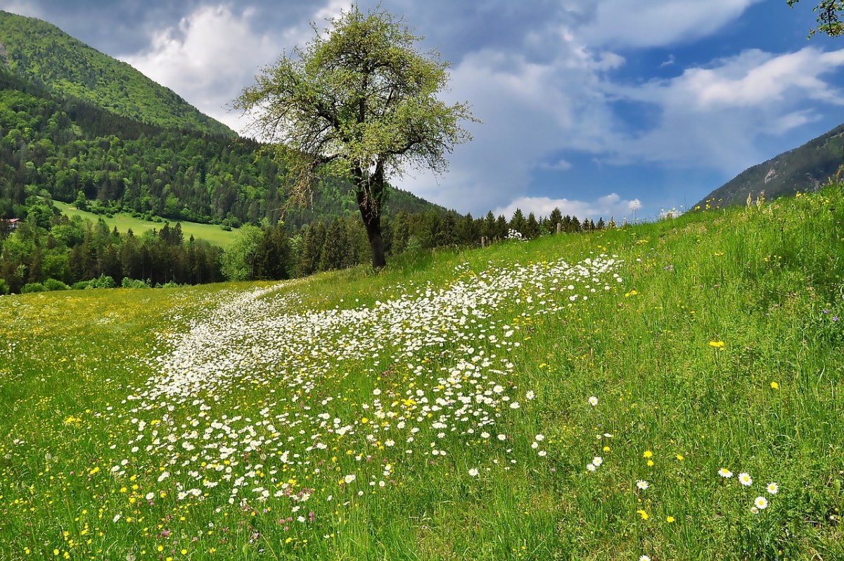 春天田园草地上的野花与绿色植被风景免费图片