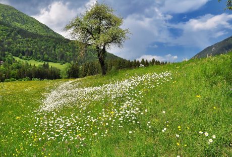 春天田园草地上的野花与绿色植被风景
