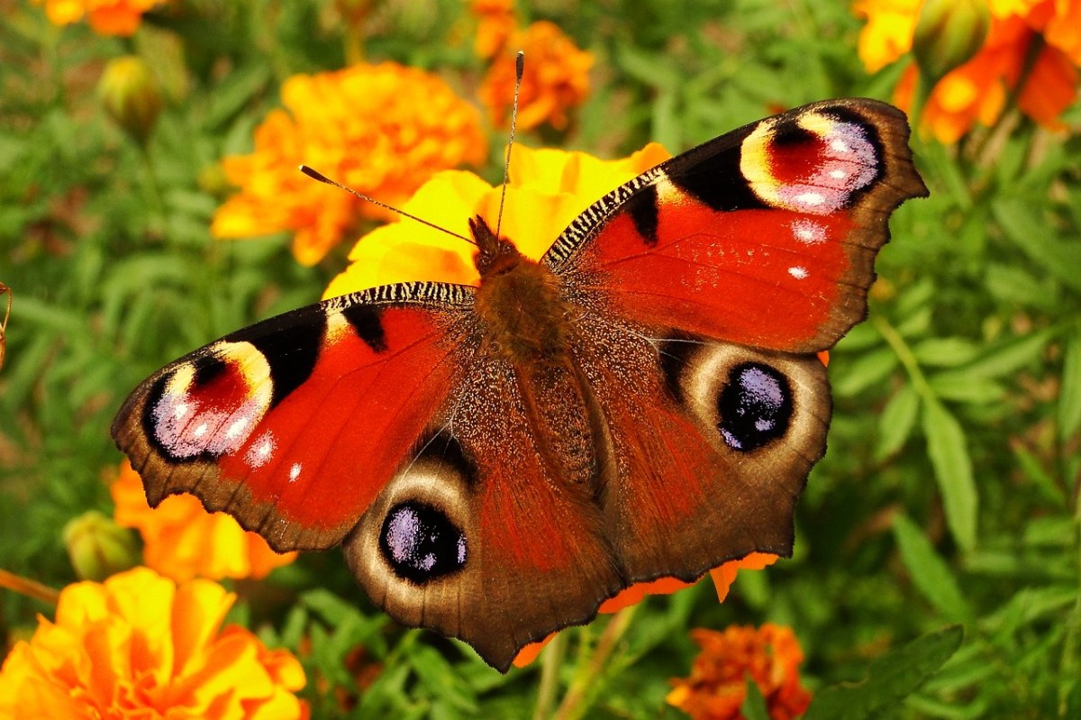 蝴蝶的一天、花免费图片