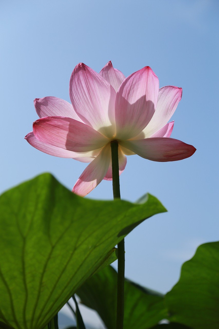 风筝、莲花、水百合免费图片