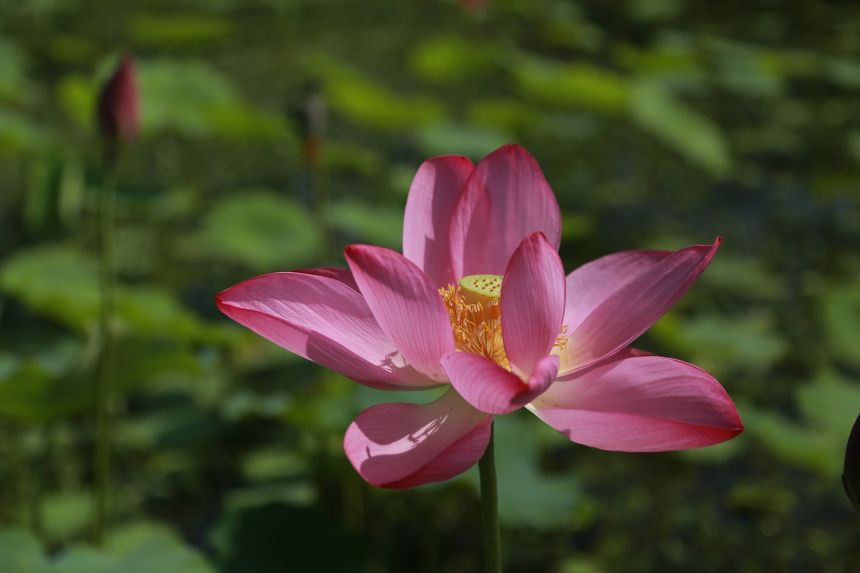 風箏,蓮花,水百合