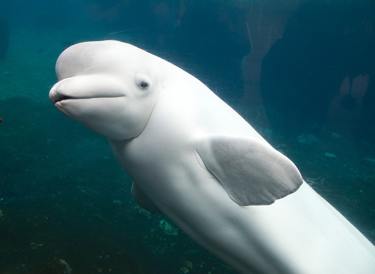 白海豚、哺乳动物、海豚免费图片