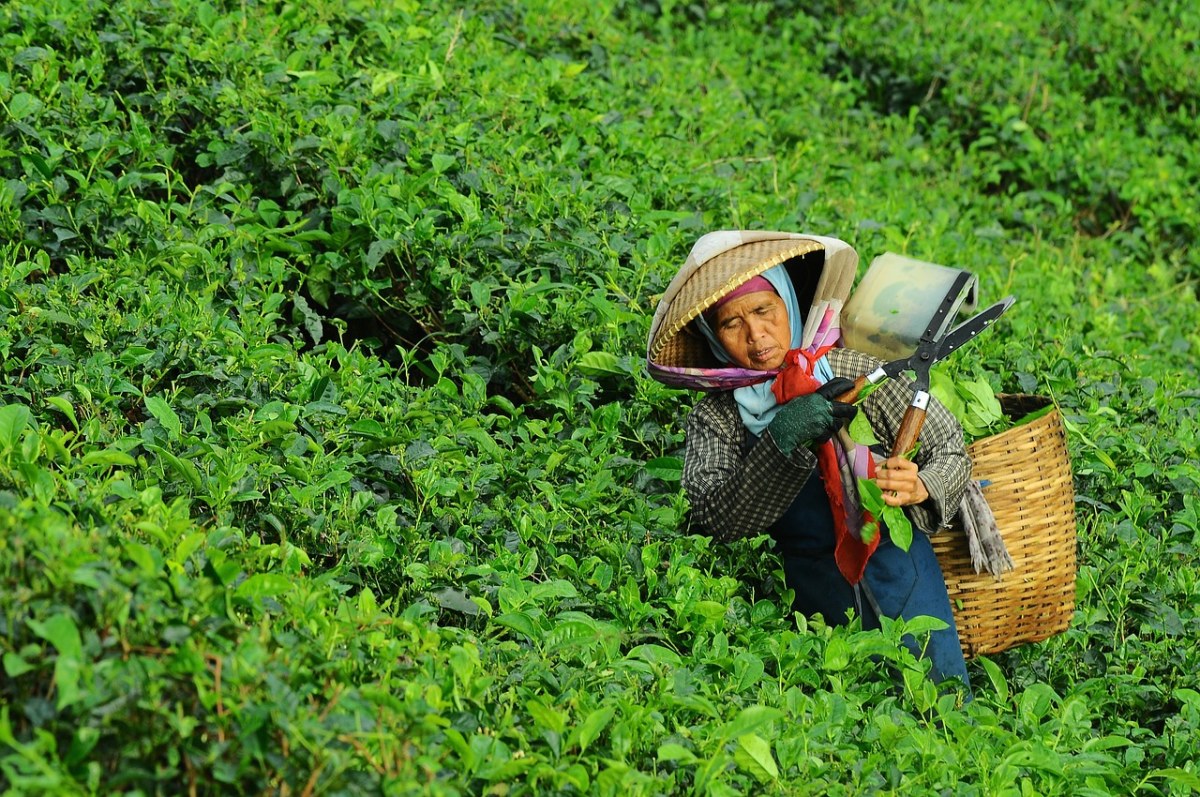 女子、收获、茶免费图片