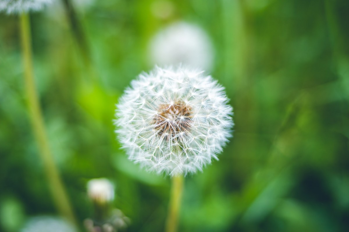 蒲公英、花、特写免费图片