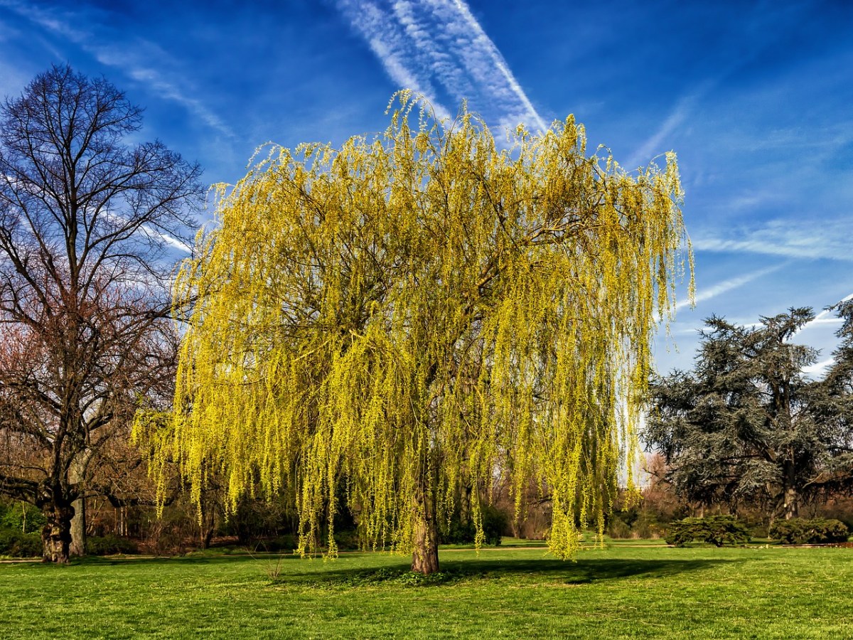 春天草地上的柳树图片免费图片