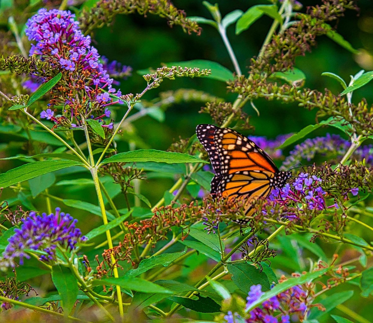 蝴蝶、花园、花免费图片
