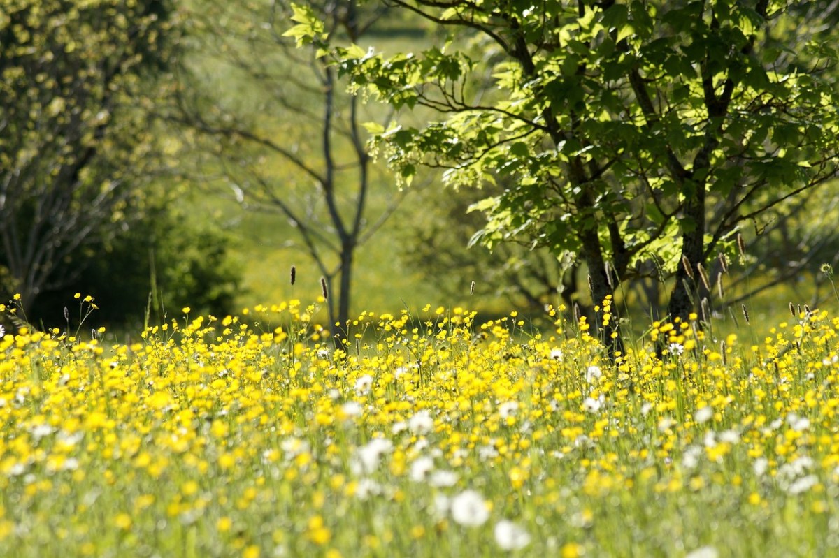 黄色的花风景免费图片