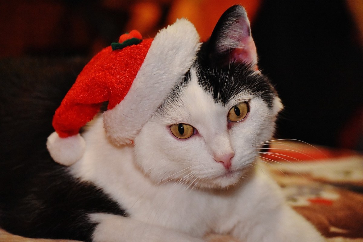 猫、宿醉、圣诞节免费图片