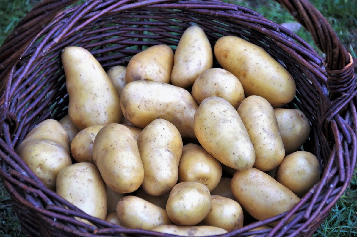 土豆、篮、蔬菜免费图片