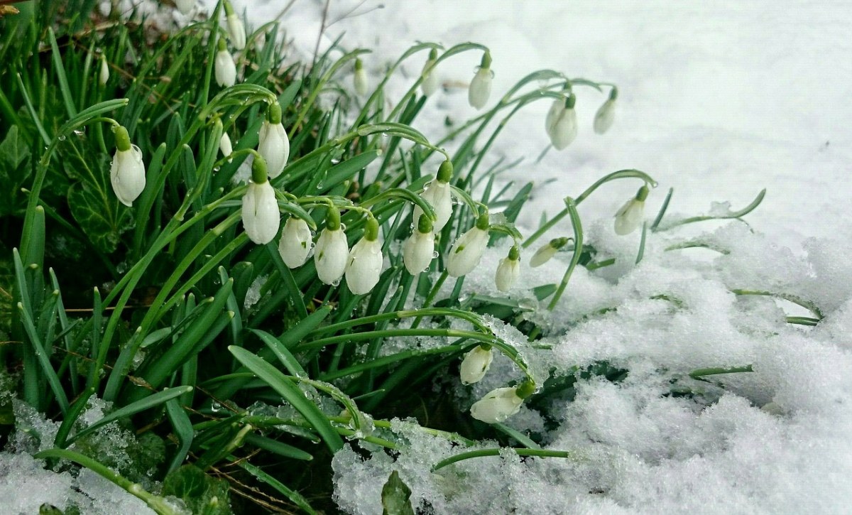 早春、雪、花莲免费图片