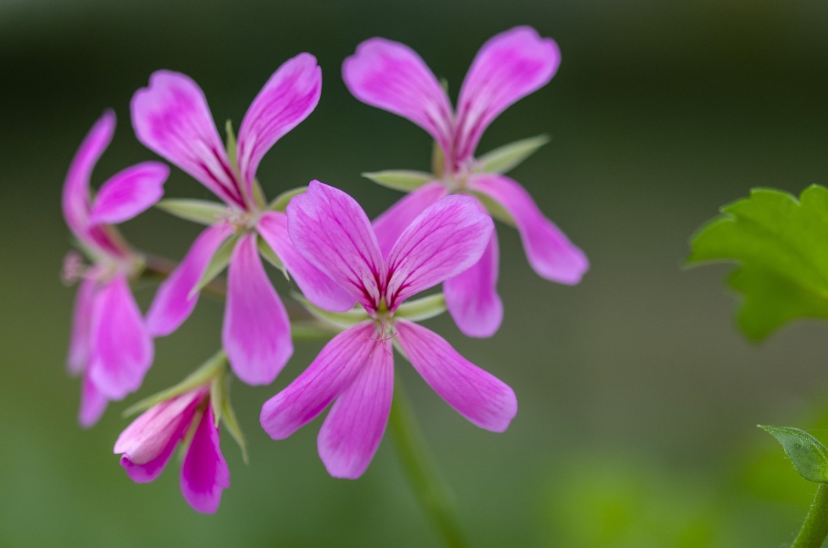 肉豆蔻,花,大自然