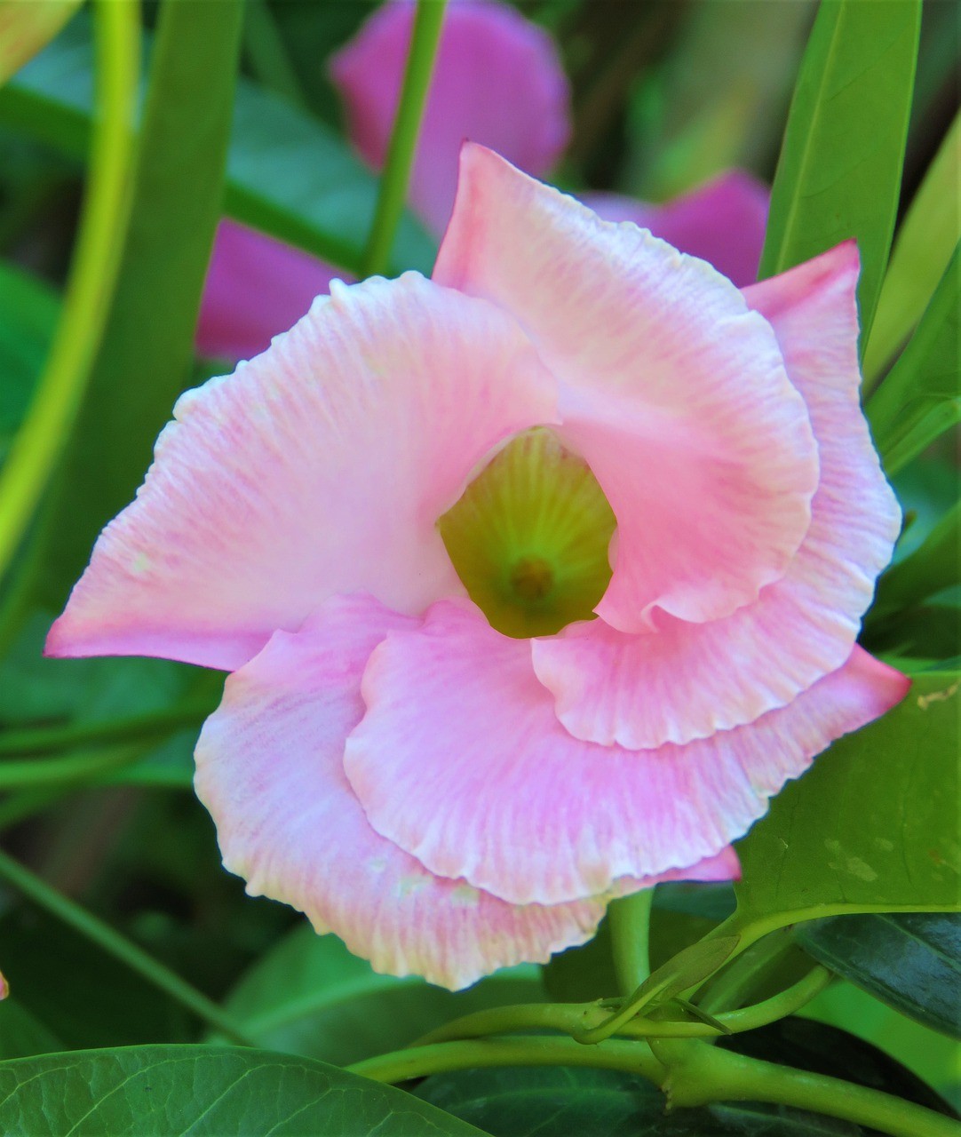 花,植物区系,粉红色