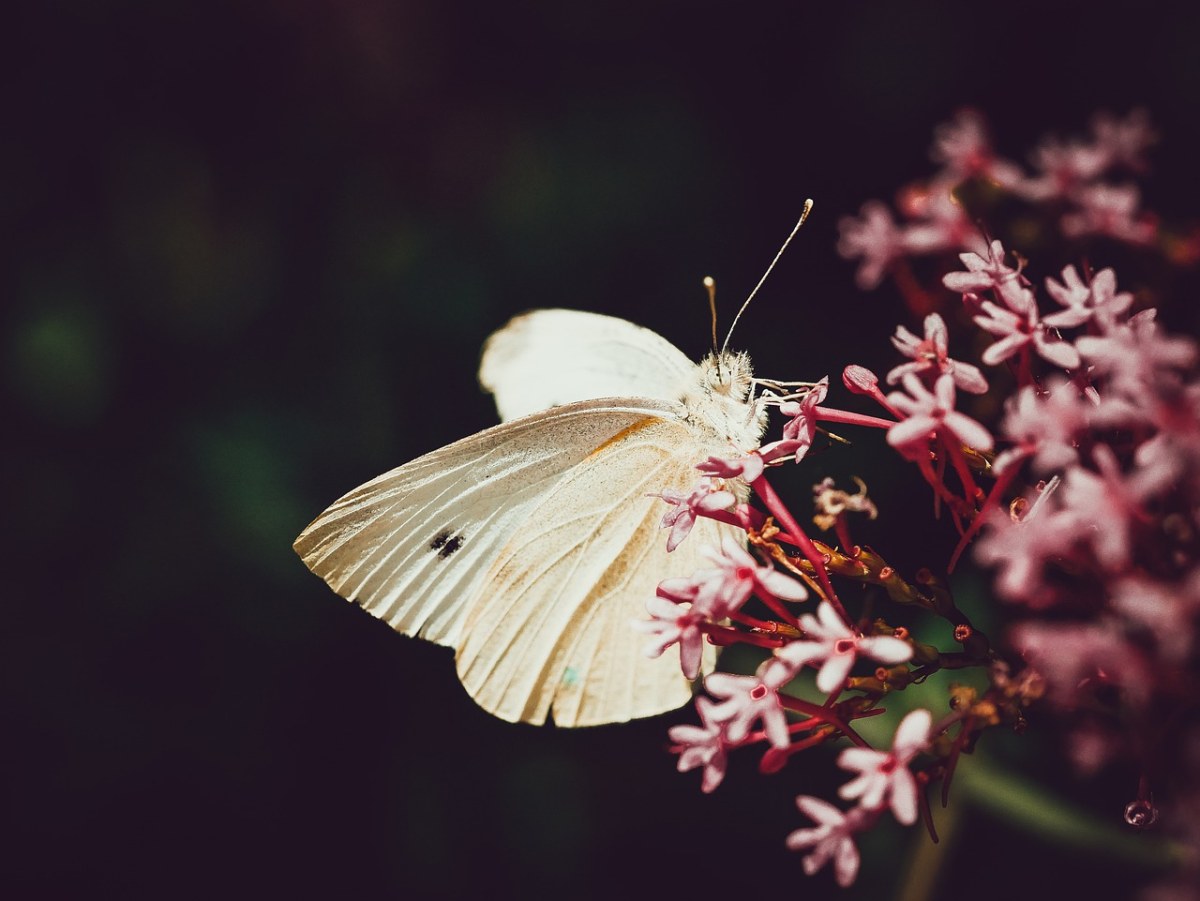 蝴蝶、花免费图片