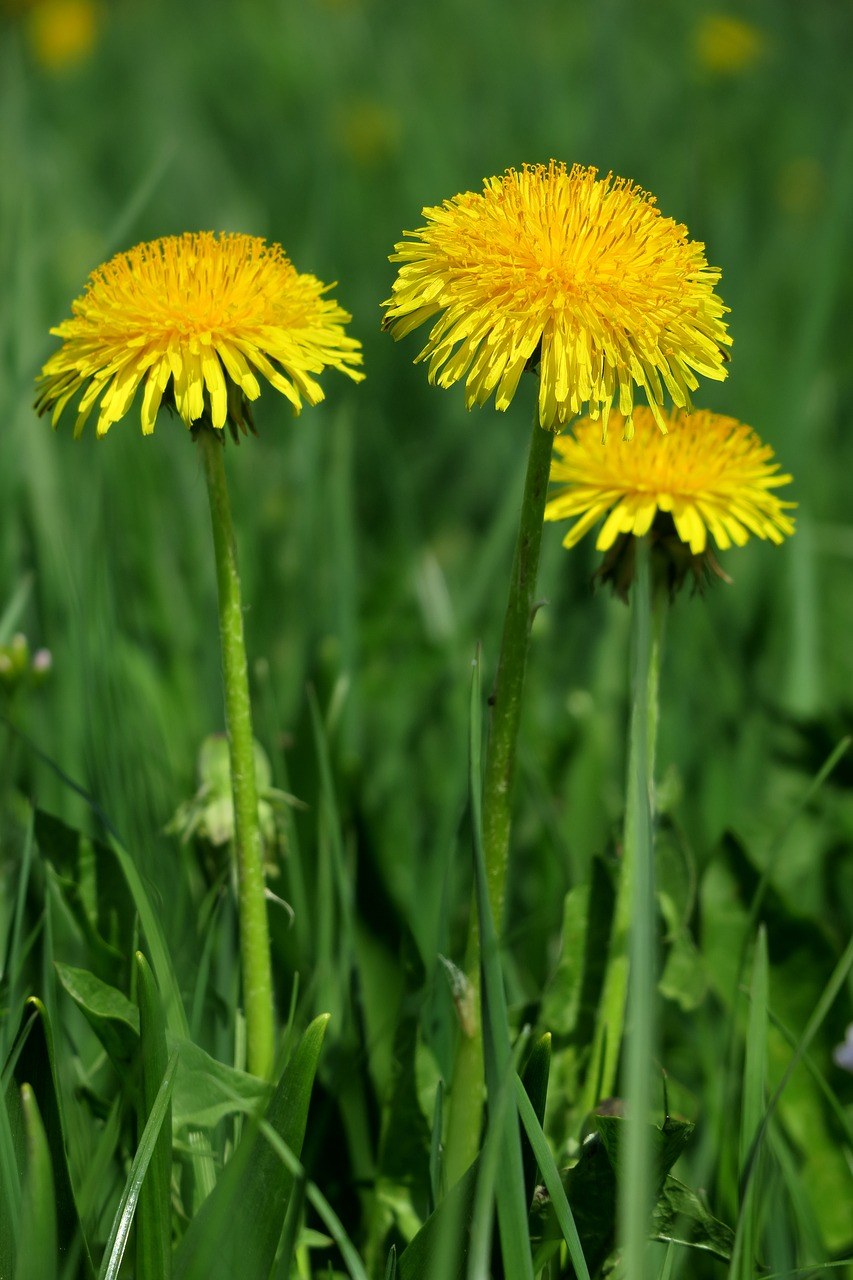 黄色的蒲公英花朵免费图片