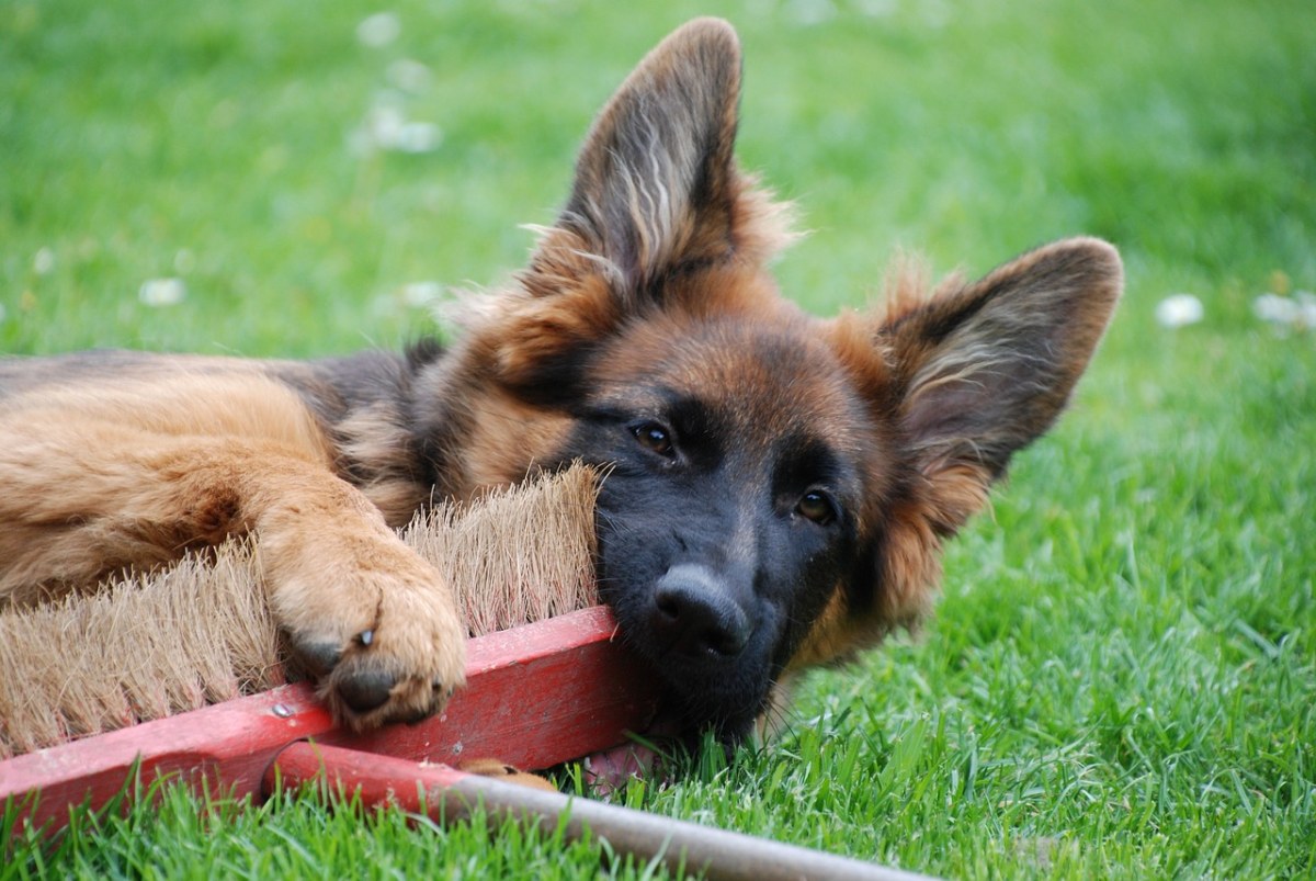 狗、德国牧羊犬、德国每天指针免费图片