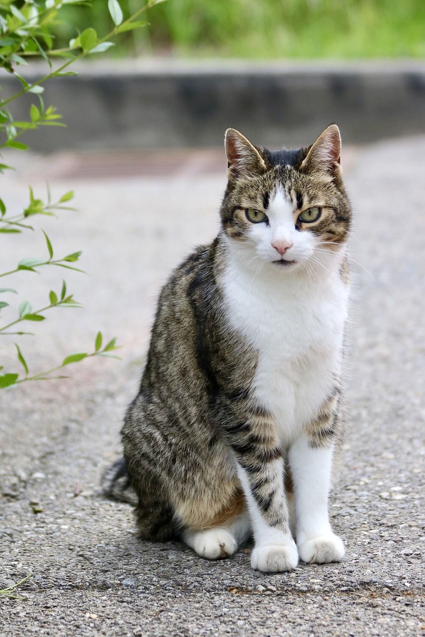 猫,国内的猫,动物世界