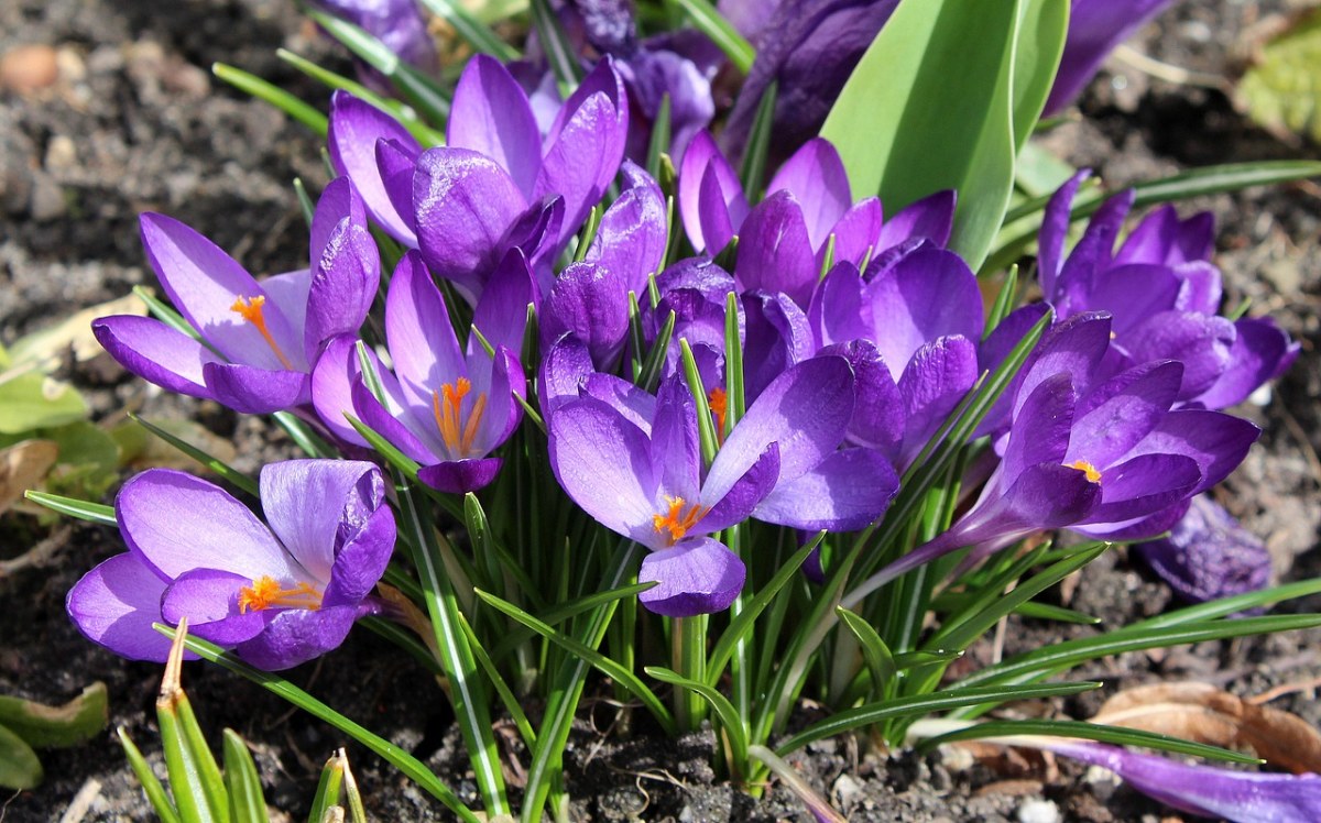 番红花、春暖花开、紫免费图片