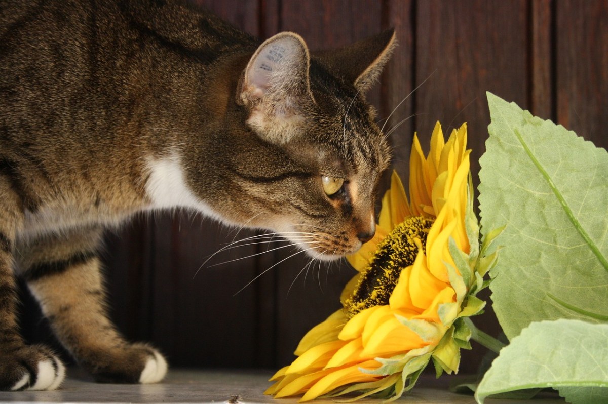 猫、向日葵、花免费图片