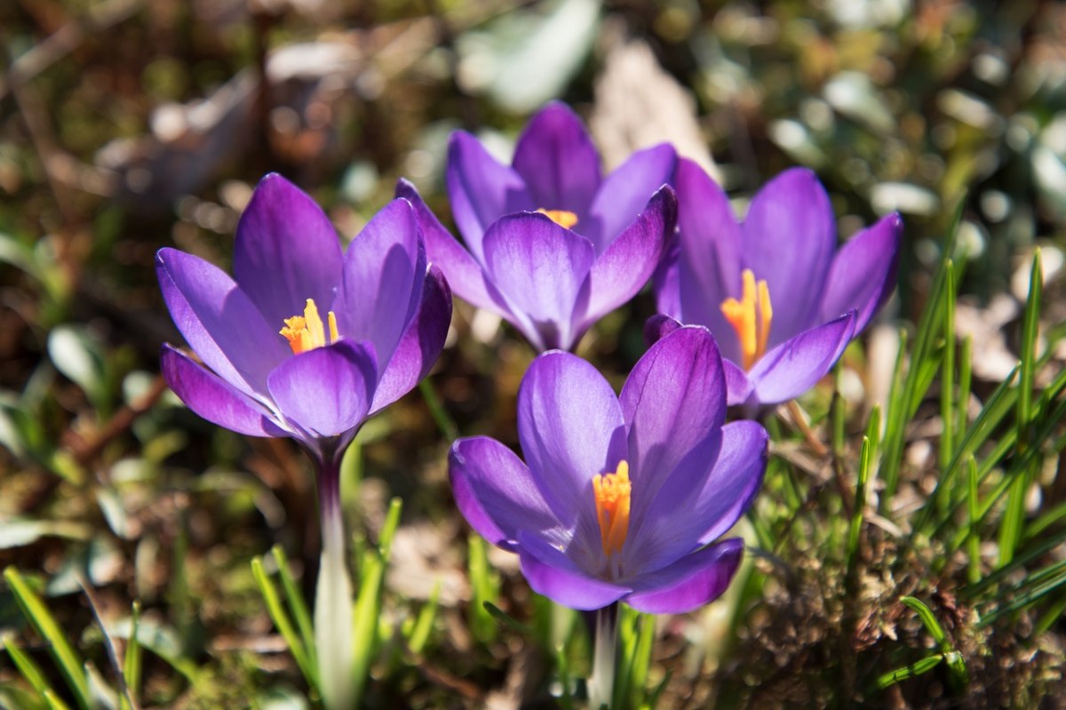 藏红花、花、开花免费图片